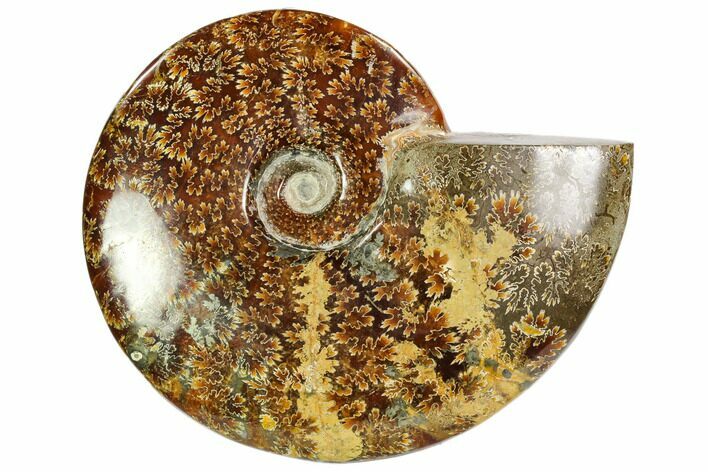 Polished, Agatized Ammonite (Cleoniceras) - Madagascar #104850
